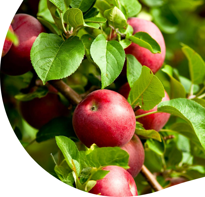 Adama Apples Product Graphic