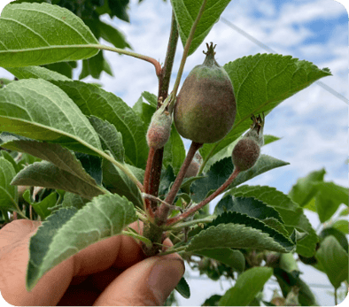 Perfect cluster expanded