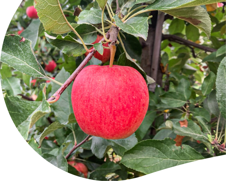A bright red apple hanging from a tree branch surrounded by green leaves in an orchard.