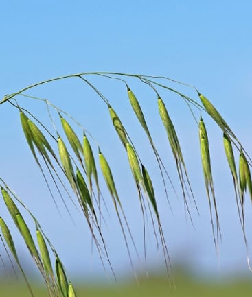 Close up picture of wild Oats