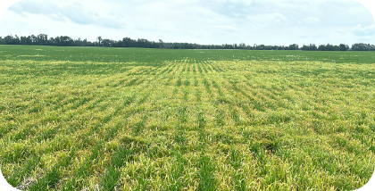 14 days after application of CAZADO, this heavy wild oat patch shows incredible activity