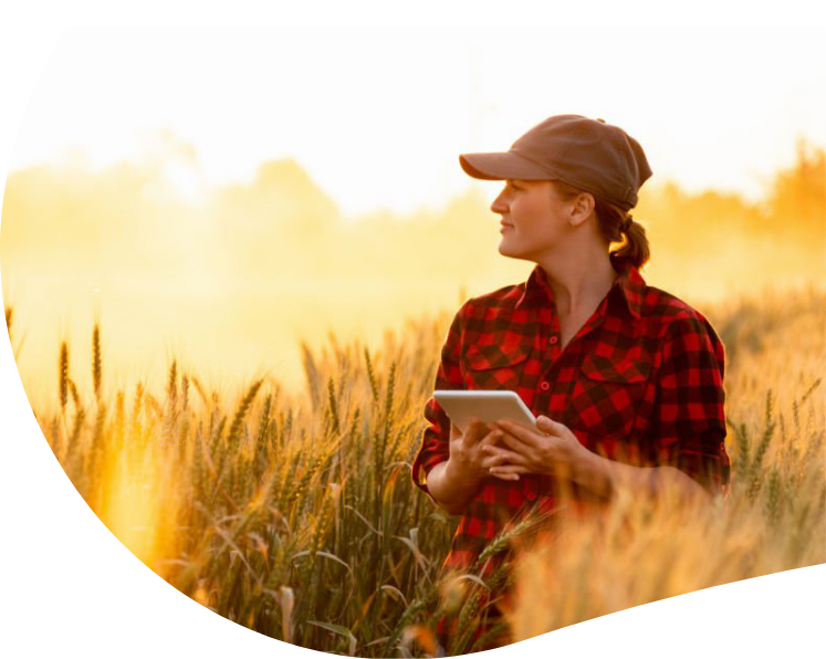 Wheat crop