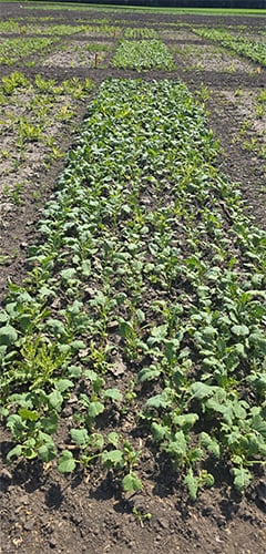SILENCER® DUO canola trial