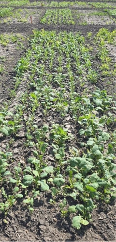 Untreated check canola trial