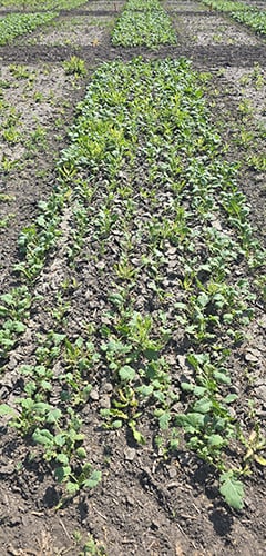 Voliam Xpress® canola trial
