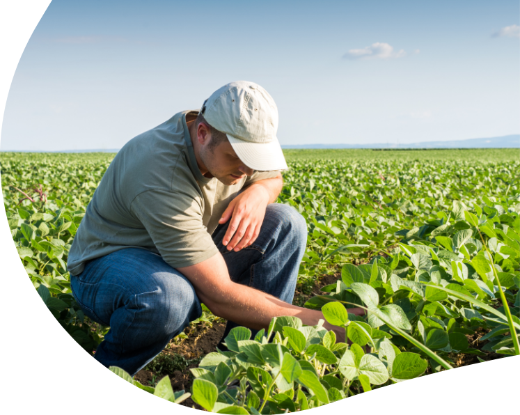 Soybean crop