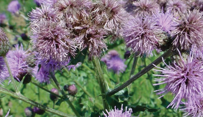 insights.flowers