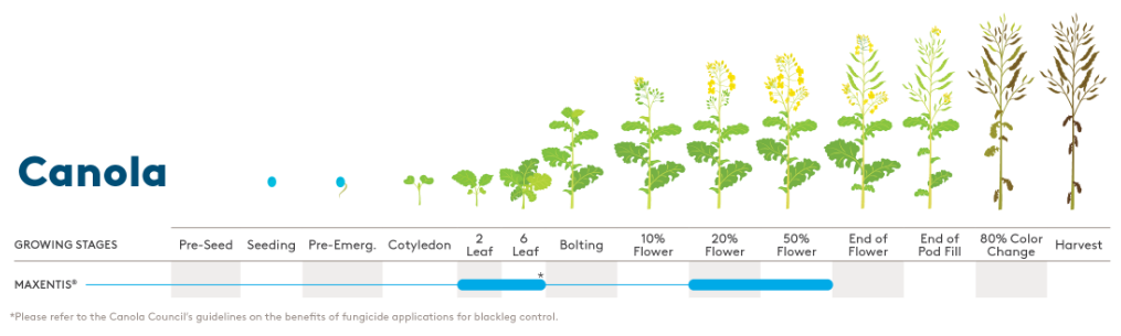 Canola Growth Stages