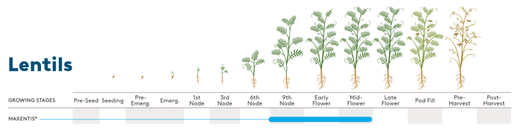 Lentils Growth Stages