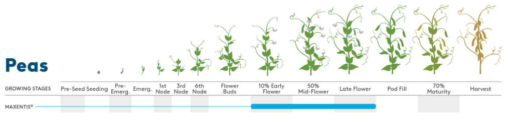 Peas Growth Stages