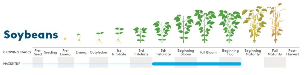 Soybeans Growth Stages