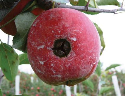 ADAMA example image of an older apple with scam lesions