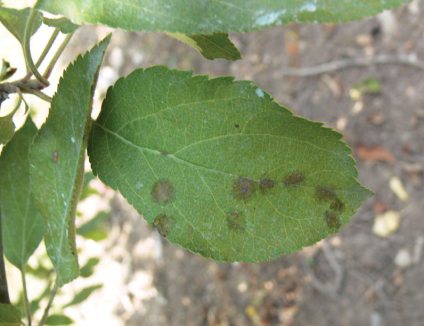ADAMA example image of a young apple with scab lesions