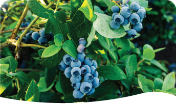 Blueberries one pager graphic