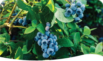 Blueberries one pager graphic
