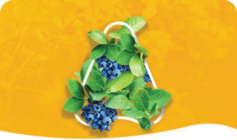 Blueberries solutions graphic