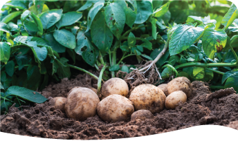 Picture of potatoes in soil surrounded by vines