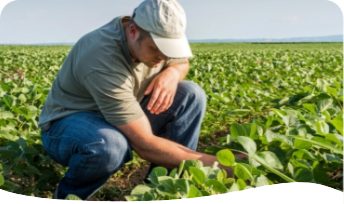 Soybeans